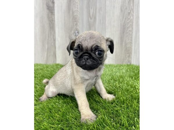 Pug DOG Female Fawn 7168 Petland Ashland, Kentucky