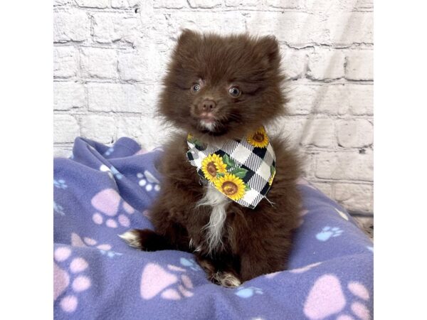 Pomeranian-DOG-Female-Chocolate-7176-Petland Ashland, Kentucky