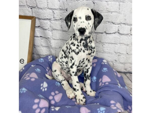 Dalmatian DOG Female Black / White 7172 Petland Ashland, Kentucky