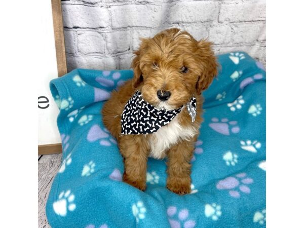 Goldendoodle Mini-DOG-Male-Red / White-7171-Petland Ashland, Kentucky