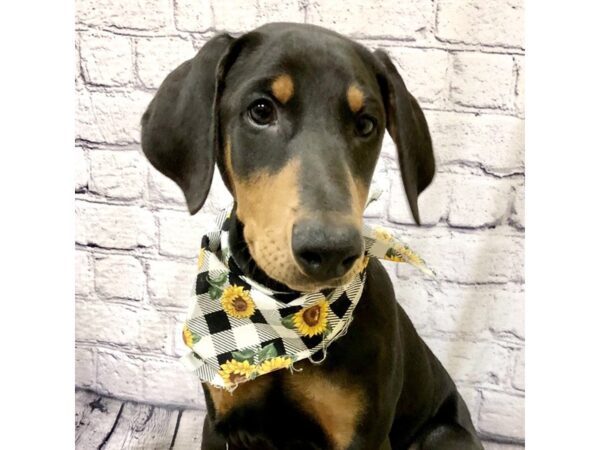 Doberman Pinscher-DOG-Female-Black and Rust-7163-Petland Ashland, Kentucky