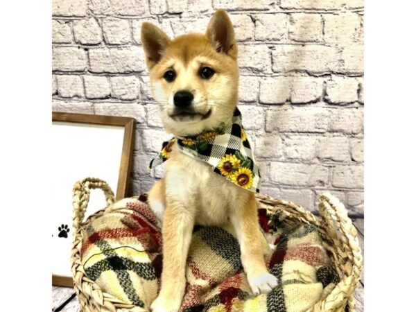 Shiba Inu-DOG-Female-Red Sable-7158-Petland Ashland, Kentucky