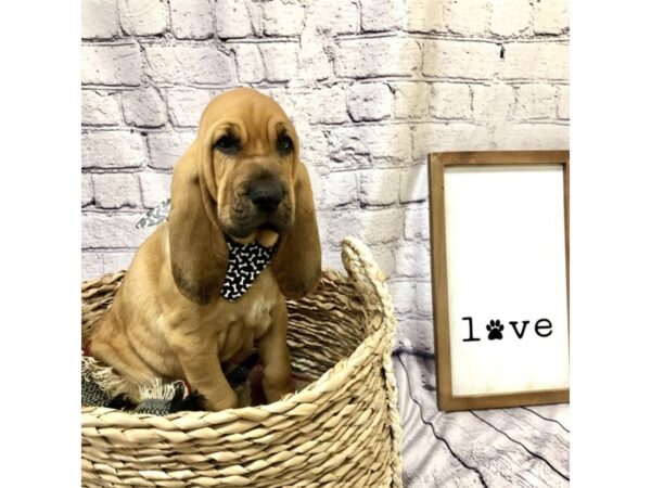 Bloodhound DOG Male Red 7169 Petland Ashland, Kentucky