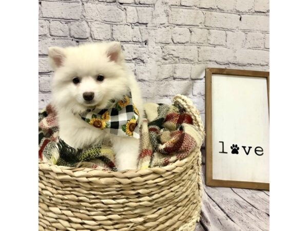 American Eskimo Dog-DOG-Female-White-7174-Petland Ashland, Kentucky