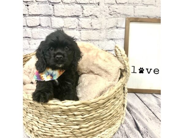 Cocker Spaniel DOG Female Black 7162 Petland Ashland, Kentucky