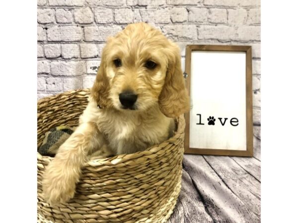 Goldendoodle 2nd Gen DOG Male Light Golden 7161 Petland Ashland, Kentucky