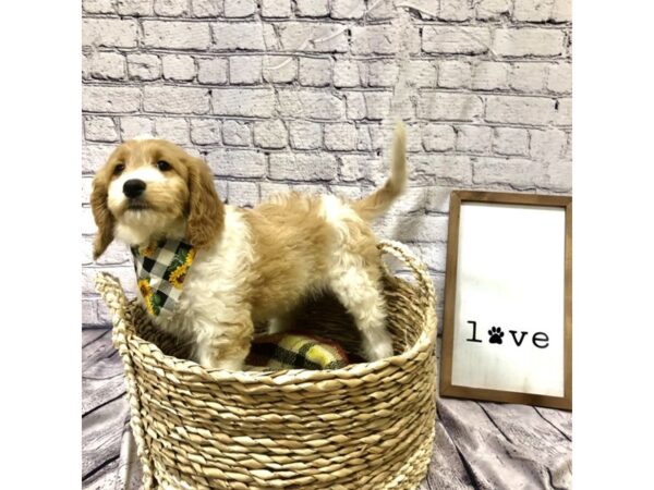 Goldendoodle 2nd Gen-DOG-Female-White / Apricot-7160-Petland Ashland, Kentucky