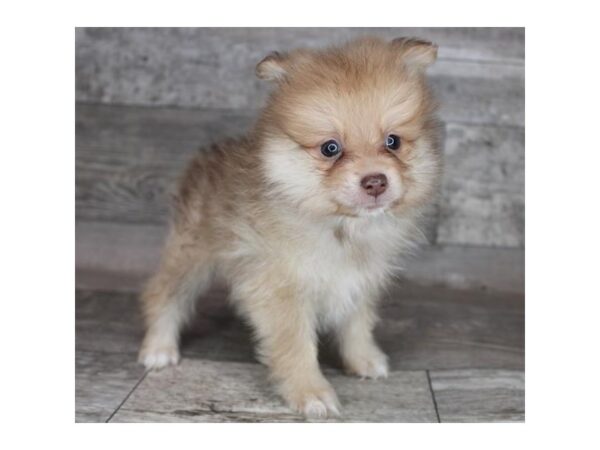 Pomeranian DOG Male Chocolate Sable 7191 Petland Ashland, Kentucky