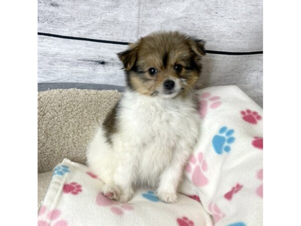 Pomchi-DOG-Female-Red Sable-7186-Petland Ashland, Kentucky