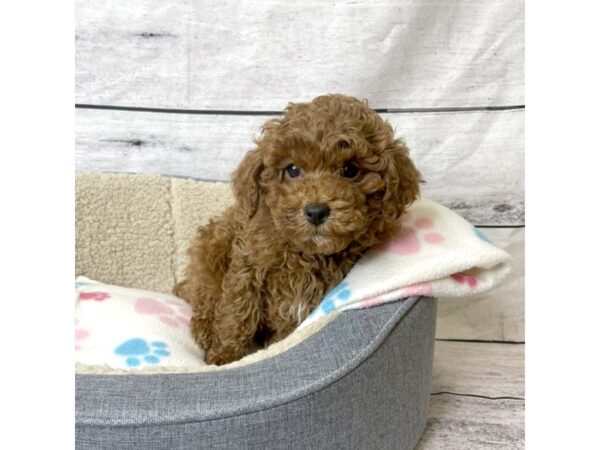 Poodle DOG Male 7187 Petland Ashland, Kentucky