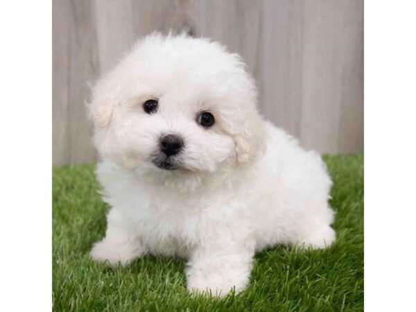 Bichon Frise DOG Male White 7209 Petland Ashland, Kentucky