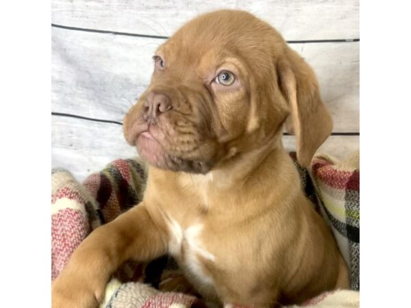 Dogue de Bordeaux DOG Male Red 7155 Petland Ashland, Kentucky