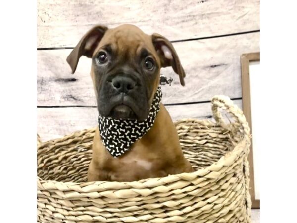 Boxer DOG Male Fawn 7218 Petland Ashland, Kentucky