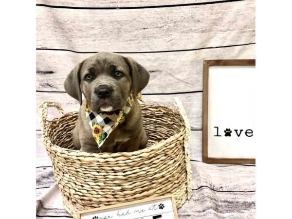 Cane Corso DOG Female Fawn 7213 Petland Ashland, Kentucky