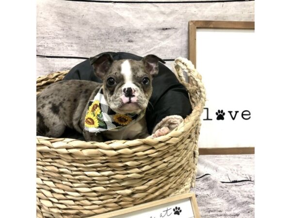 Boston Terrier DOG Female Blue Merle 7212 Petland Ashland, Kentucky