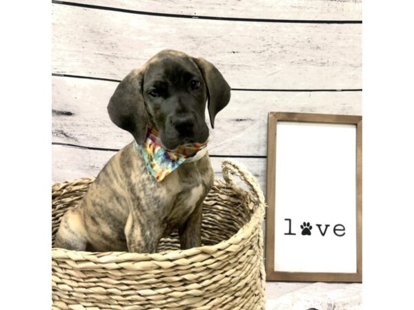 Great Dane-DOG-Female-Brindle-7207-Petland Ashland, Kentucky