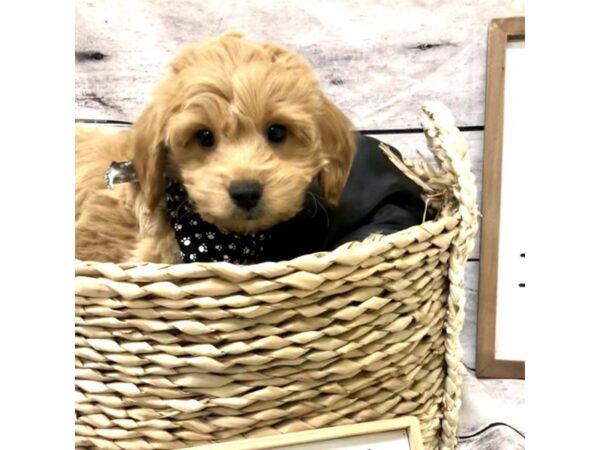 Goldendoodle Mini 2nd Gen DOG Male Golden 7204 Petland Ashland, Kentucky