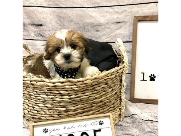 Teddy Bear DOG Male Gold / White 7202 Petland Ashland, Kentucky