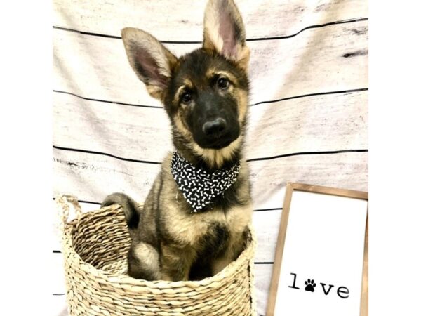 German Shepherd Dog DOG Male Sable 7203 Petland Ashland, Kentucky