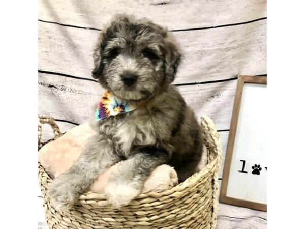 Goldendoodle Mini 2nd Gen DOG Male Blue Merle 7205 Petland Ashland, Kentucky