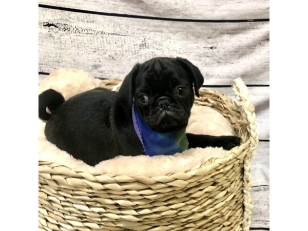 Pug DOG Male Black 7210 Petland Ashland, Kentucky