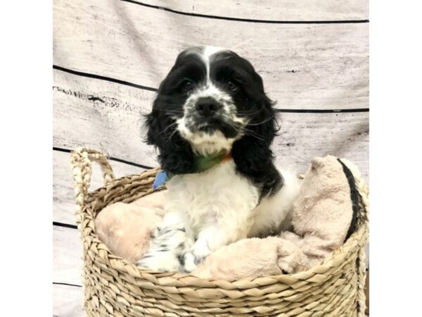 Cocker Spaniel DOG Male Black / White 7214 Petland Ashland, Kentucky