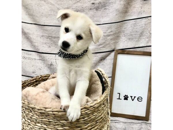 Huskimo-DOG-Male-Cream-7216-Petland Ashland, Kentucky