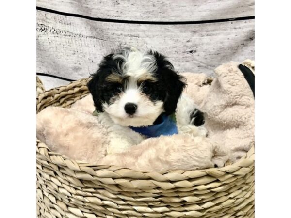 Cavalier King-DOG-Male-Tri-Colored-7217-Petland Ashland, Kentucky