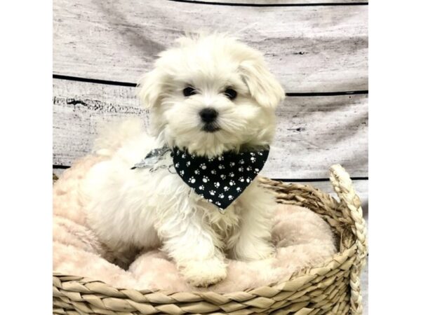 Maltese DOG Male White 7215 Petland Ashland, Kentucky