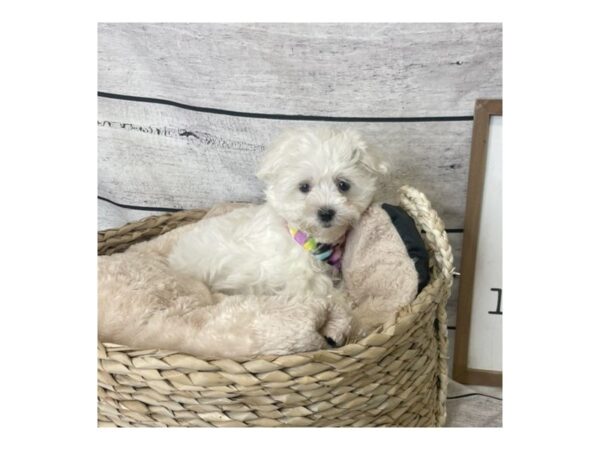 Maltese-DOG-Female-White-7223-Petland Ashland, Kentucky