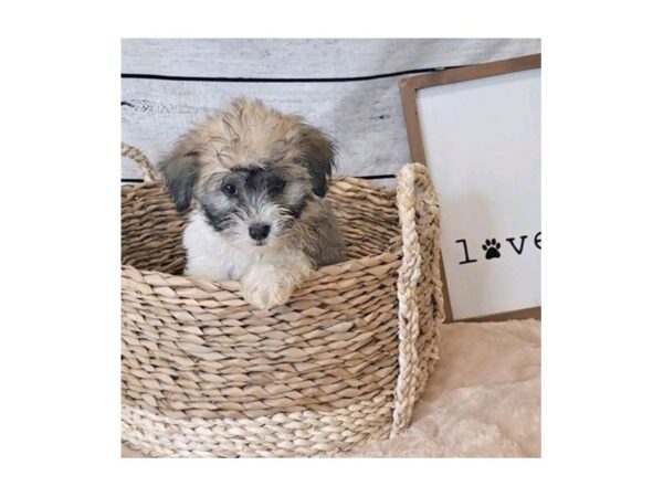 Havanese-DOG-Male-White-7234-Petland Ashland, Kentucky