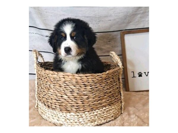 Bernese Mountain Dog-DOG-Male-Black Rust / White-7233-Petland Ashland, Kentucky