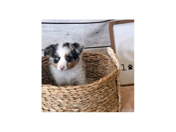 Miniature Australian Shepherd DOG Male Blue Merle 7227 Petland Ashland, Kentucky