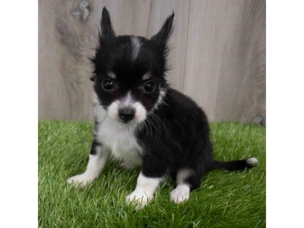 Chihuahua DOG Male Black 7248 Petland Ashland, Kentucky