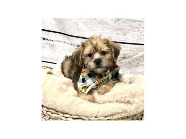 Shorkie DOG Female Brown 7264 Petland Ashland, Kentucky