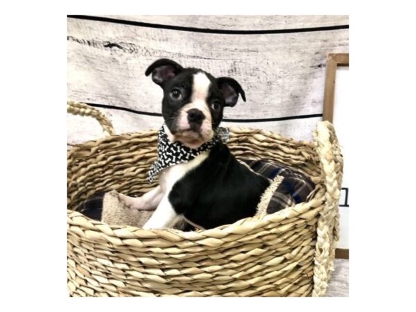 Boston Terrier-DOG-Male-Black / White-7261-Petland Ashland, Kentucky