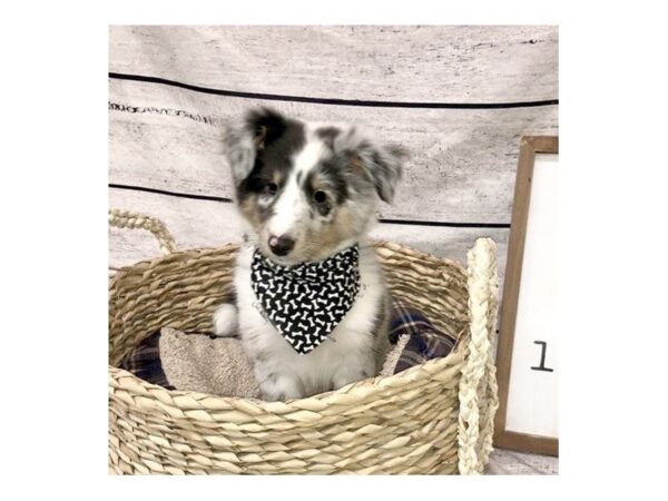 Shetland Sheepdog-DOG-Male-Blue Merle-7259-Petland Ashland, Kentucky