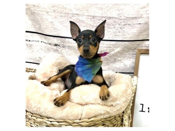 Miniature Pinscher-DOG-Female-Black / Tan-7258-Petland Ashland, Kentucky