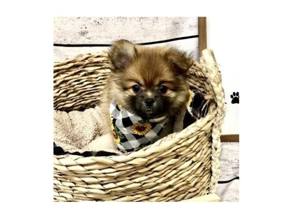 Pomeranian DOG Female Red Sable 7254 Petland Ashland, Kentucky