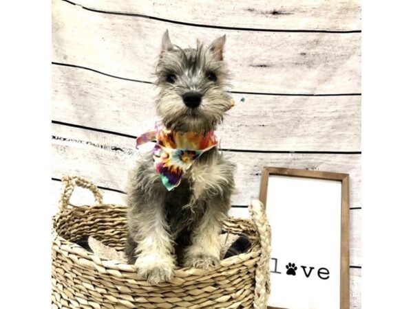 Miniature Schnauzer DOG Male Salt / Pepper 7253 Petland Ashland, Kentucky