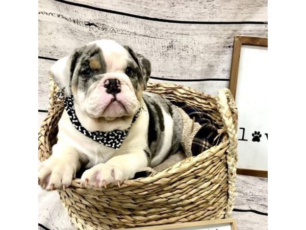 Bulldog DOG Male Blue Merle 7251 Petland Ashland, Kentucky