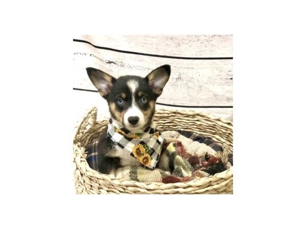 Auggie DOG Female black white/ tan 7279 Petland Ashland, Kentucky