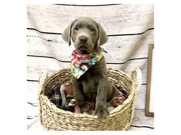 Labrador Retriever DOG Male Silver 7276 Petland Ashland, Kentucky