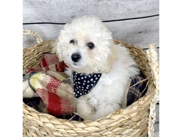 Bichapoo DOG Female Cream 7221 Petland Ashland, Kentucky