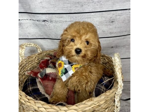 Cavapoo-DOG-Female-Red-7225-Petland Ashland, Kentucky