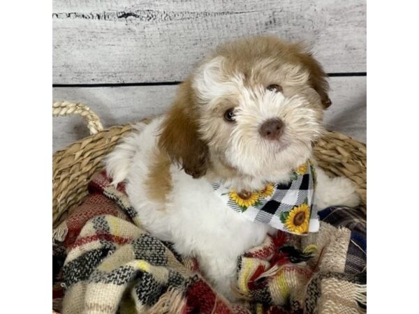 Teddy Bear DOG Male Red / White 7226 Petland Ashland, Kentucky