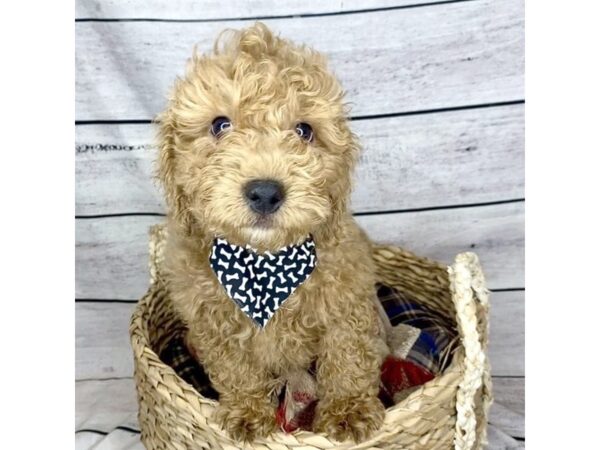 Cavapoo DOG Male Apricot 7235 Petland Ashland, Kentucky