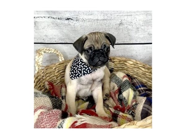 Pug DOG Male Fawn 7255 Petland Ashland, Kentucky