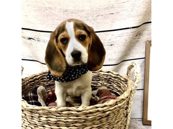 Beagle DOG Male Black 7270 Petland Ashland, Kentucky