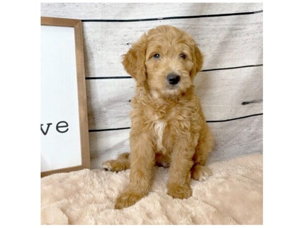 Goldendoodle Standard F1-DOG-Male-Red-7281-Petland Ashland, Kentucky